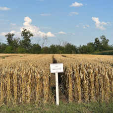 Озима пшениця АФК Фентезі, Супер Еліта, 1т
