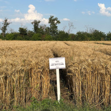 Озима пшениця АФК Фул Спайк, Супер Еліта, 1т