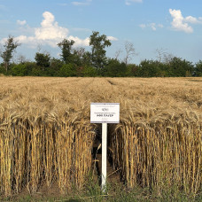 Озима пшениця АФК Пауер, Супер Еліта, 1т