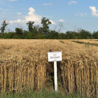 Озима пшениця АФК Стабіліті, Супер Еліта, 1т