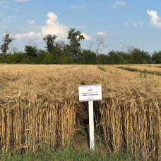 Озима пшениця АФК Стабіліті, Супер Еліта, 1т