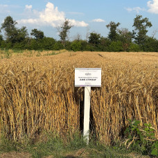 Озима пшениця АФК Стронг, Супер Еліта, 1т
