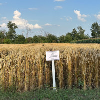 Озима пшениця АФК Юніон, Супер Еліта, 1т