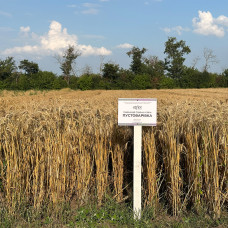 Озима пшениця Пустоварівка, Супер Еліта, 1т