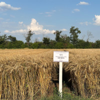 Озима пшениця Світило, Супер Еліта, 1т