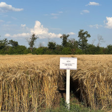Озима пшениця Світило, Супер Еліта, 1т