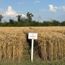 Озима пшениця Центилівка, Супер Еліта, 1т
